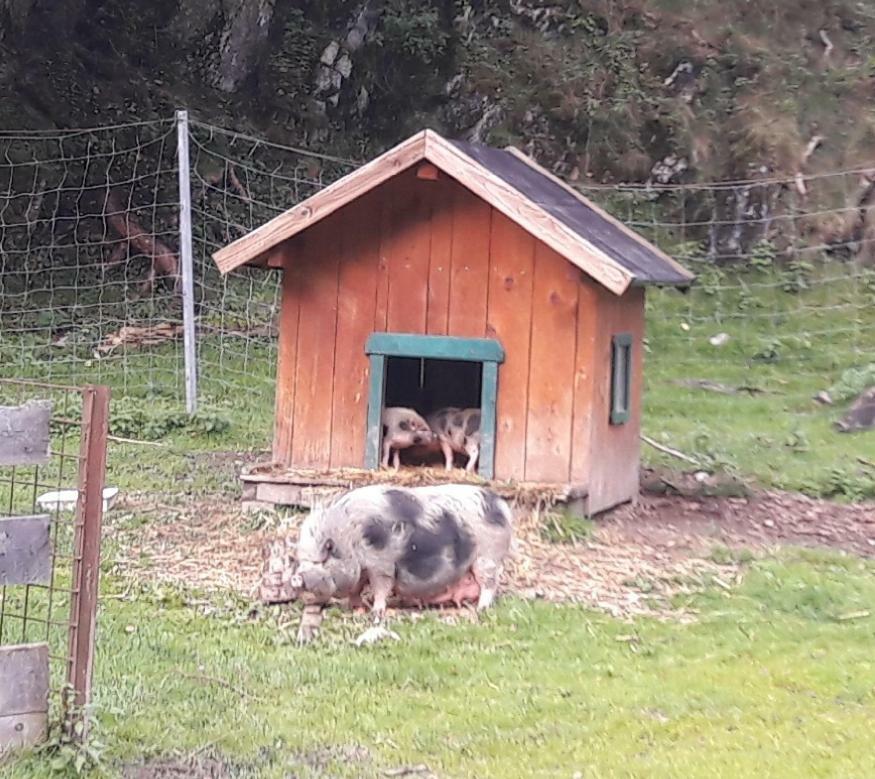 Ferienwohnung Alpklang Untertauern Esterno foto